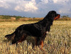 �ens Hr. Whitefoot