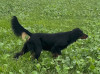 Ekdalens Gert-�ke