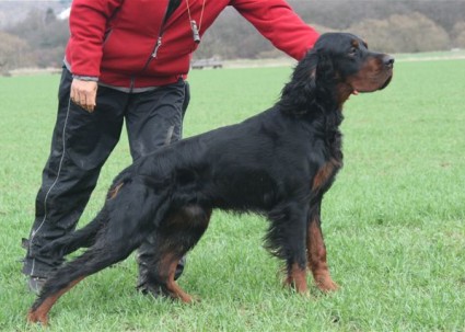 Robin's Kjell