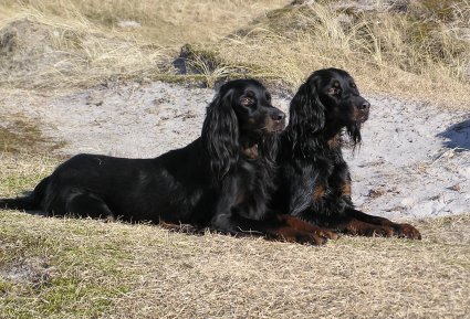 Hyrsky ja Kone Norjassa