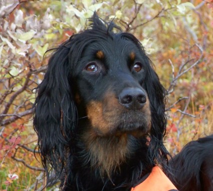 Nen� tunturissa syksyll� 2008