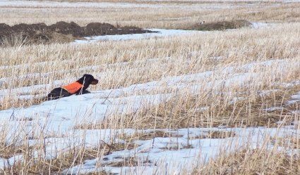 Nen�n makaava seisonta