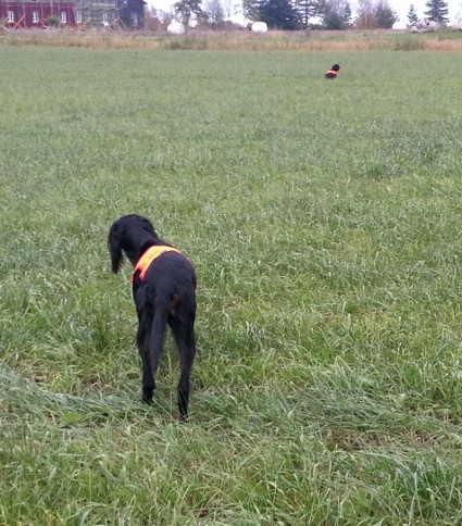 Seitalla pyyt piikiss�