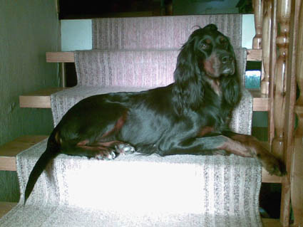 Tatti nauttii auringons�teist�