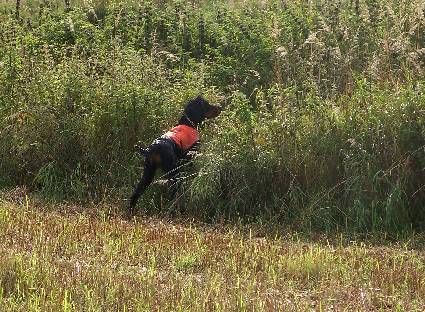 Tatti seisoo rusakkoa