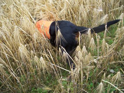 Tatilla fasut piikiss�