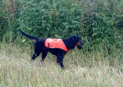 Tatti piikkaa peltopyit�