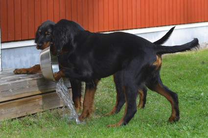 Puuhastelua