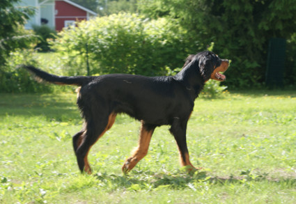 Ansa