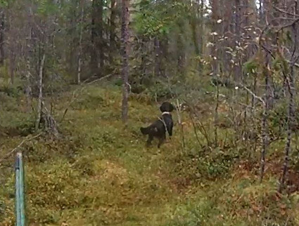 Kohta paukkuu!