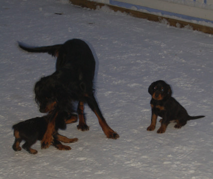 Vattu ja pennut