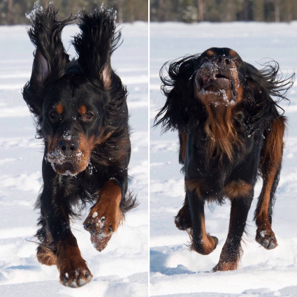 H�n� lomalla