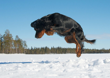 Loikka