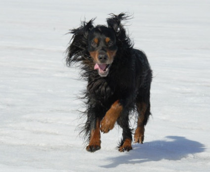 Hönö vauhdissa
