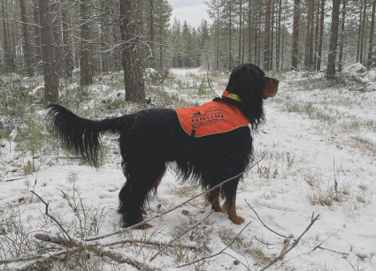 Metsässä