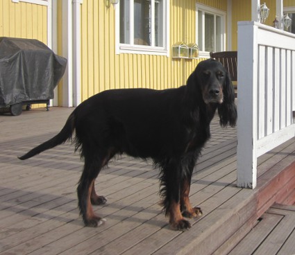 Tatti pari viikkoa ennen synnytyst�