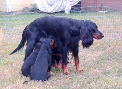 Tatti antaa matkaev�st�