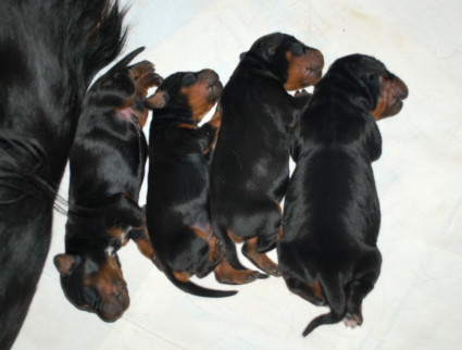 Kokoeroa