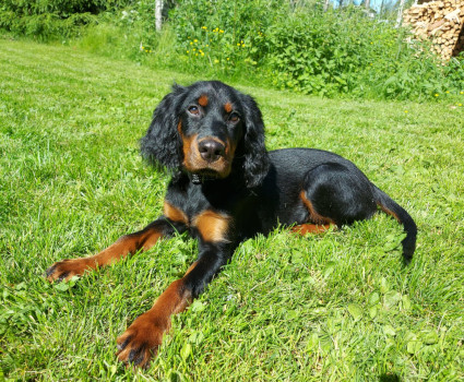 Inez