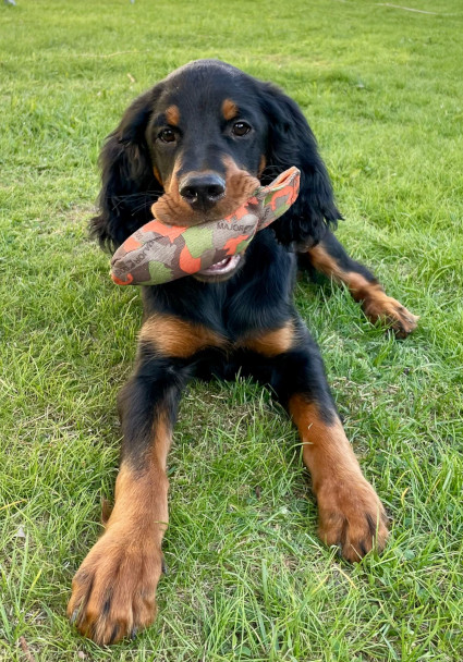 Mauno