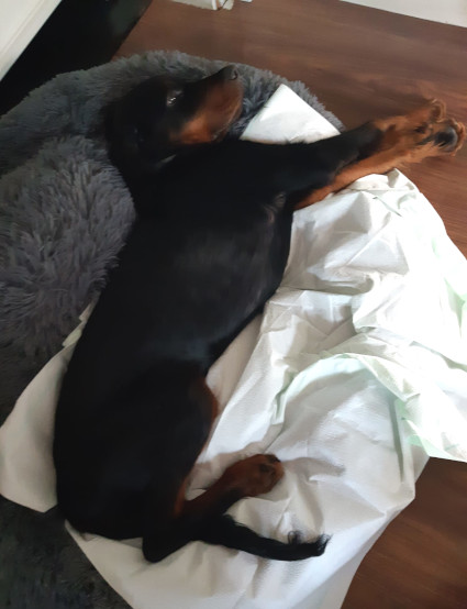 Caesar