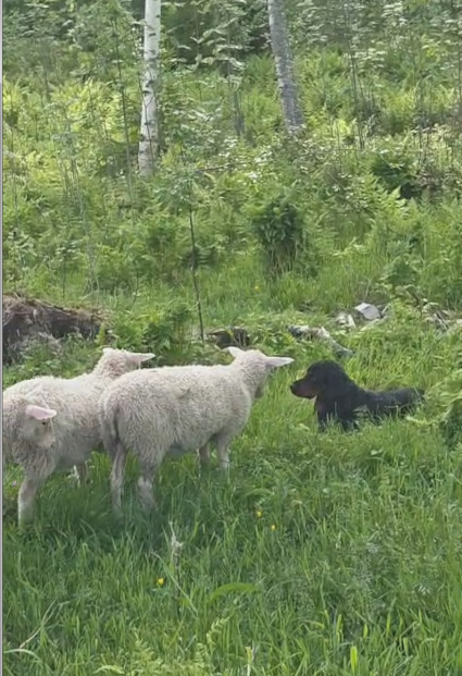 Hertta ja lampaat