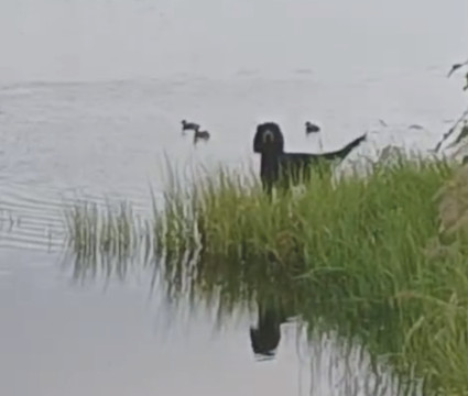 Uuno