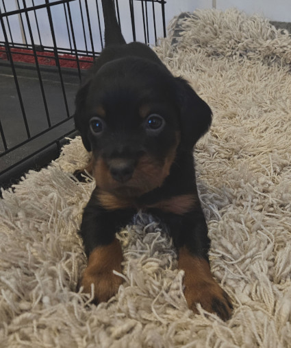Nappisilm� pentu