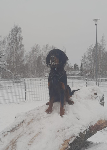 Onni