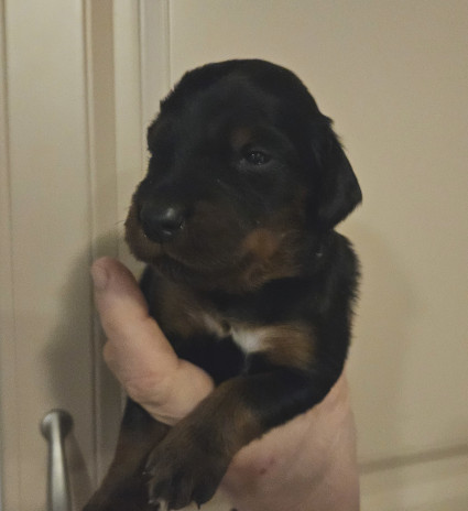 Pentu #1