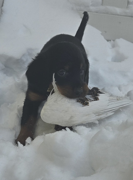 Oma siipi!