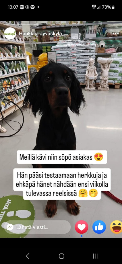 Viima testaajana