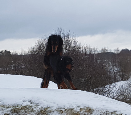 N�ytt�v�� toimintaa