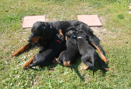 Juuri ennen luovutusta