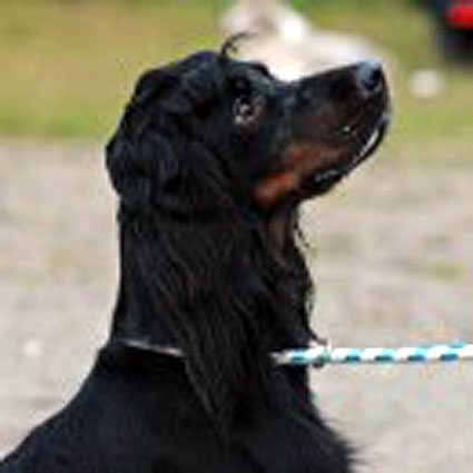 Kiusa tarkkaavaisena