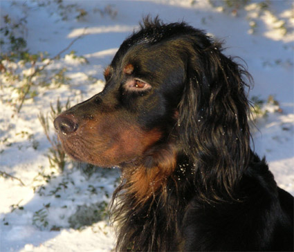 Figo kev�ttalvella