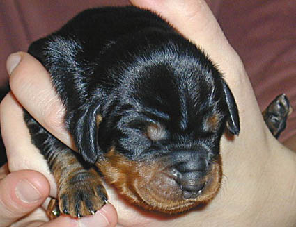 Katja parin p�iv�n ik�isen�