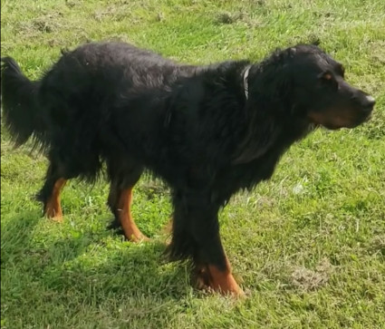 Luca