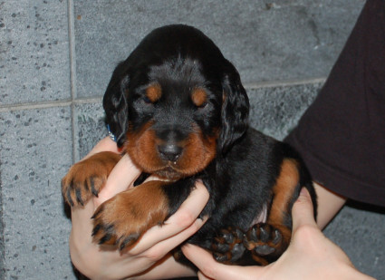 Toinen pentu