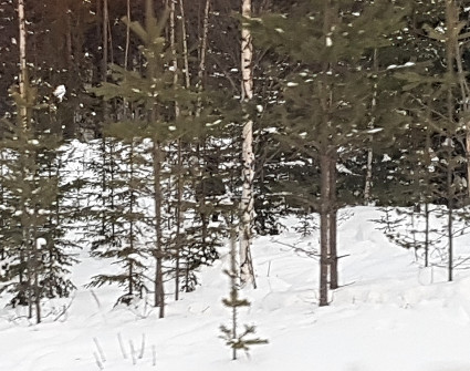 Hirvi