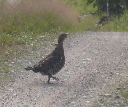 Vastustaja