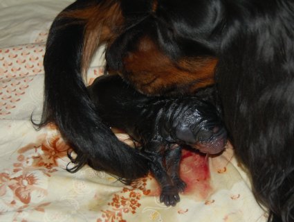 Tatti puhdistaa