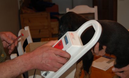 Numeron varmistus