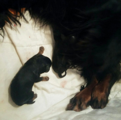 Sara ja ensimm�iset pennut