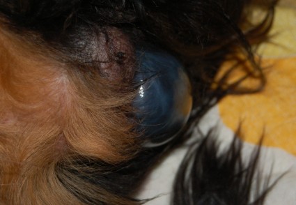 Toinen pentu syntym�ss�