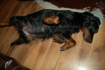 Nen�n maha paraatikunnossa