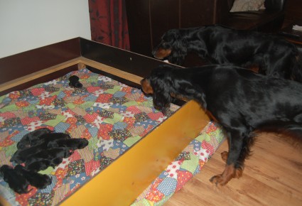 Pennut, Tatti ja Rihla