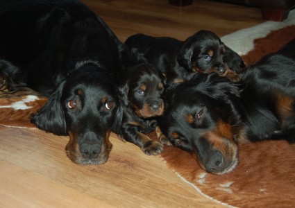 Tatti, Nen� ja pennut