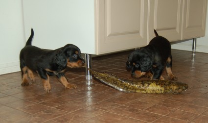 Jodlaavia matikkakoiria