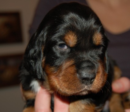 Nimet�n noin kolmiviikkoisena